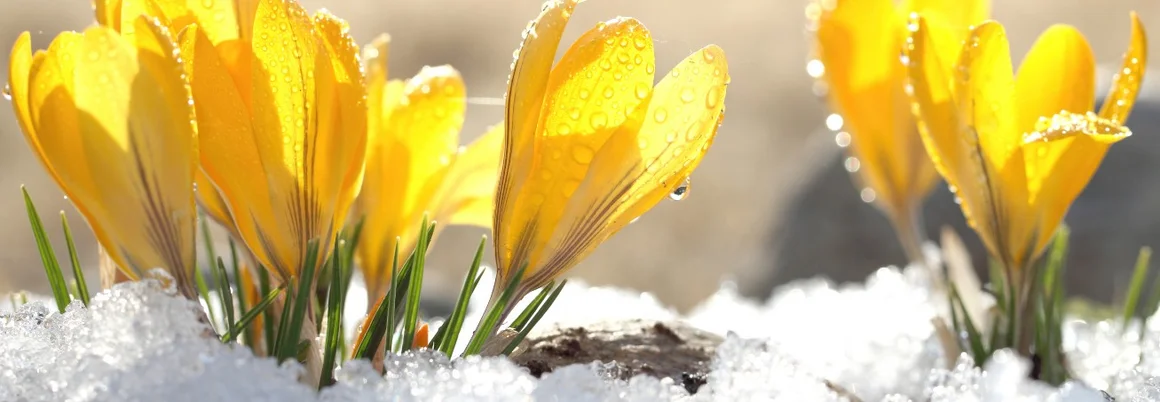 Gelbe Krokusse im Schnee